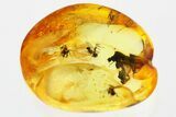 Detailed Fossil Flies (Dolichopodidae) In Baltic Amber #335845-1